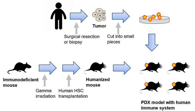 Figure 2.5.6 The development of a PDX model engrafted with a human immune system. Humanized mice have been derived by engrafting human hematopoietic stem cells (HSC) transplantation into irradiated immunodeficient mice. Patient-derived tumors obtained by surgical resection or biopsy are then transplanted into the humanized mice.
