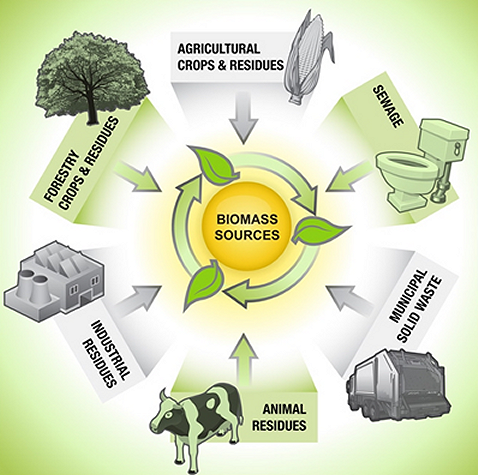 Figure 3.2.4 Biomass sources