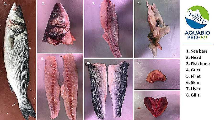 The potential of sea bass side streams to improve human health